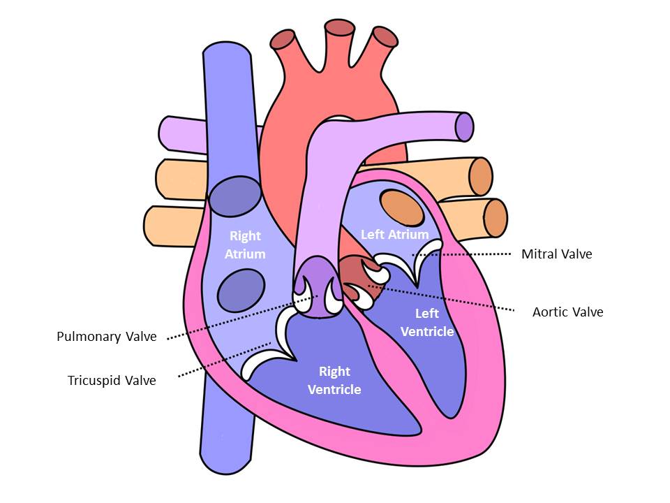 heart valves