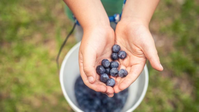 Blueberry picking at u-pick farm