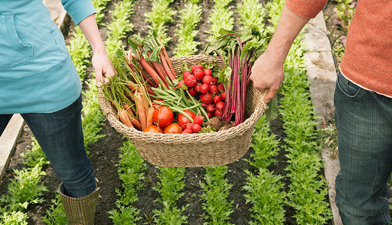 Two people carrying a basket of vegetables