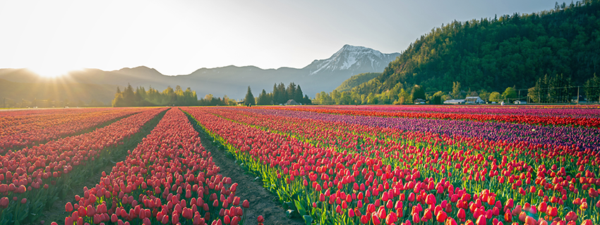Abbotsford tulip field