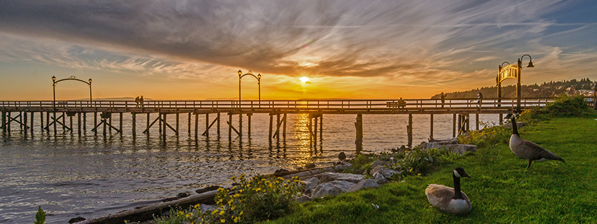 White Rock Pier at sunset with two Canadian Geese resting on the grass in the foreground