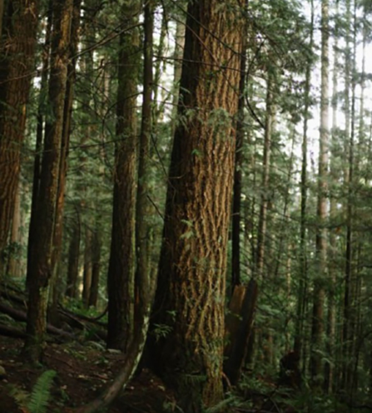Cedar tree