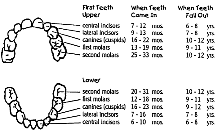Chart that shows average ages of tooth development