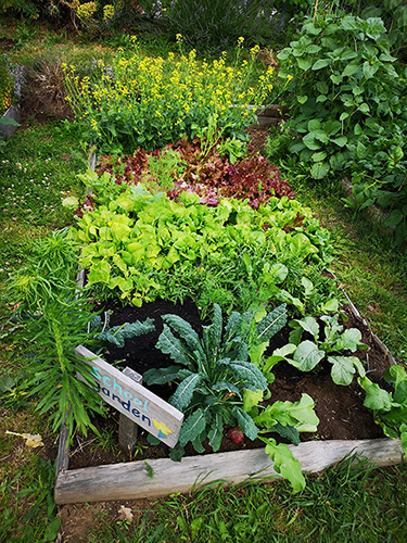 School garden at Ecole Mission Central Elementary