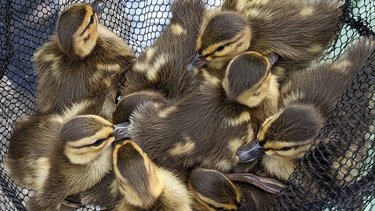 Ducklings