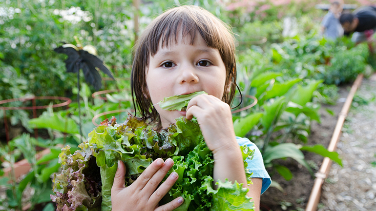 Child eating lettuce in garden